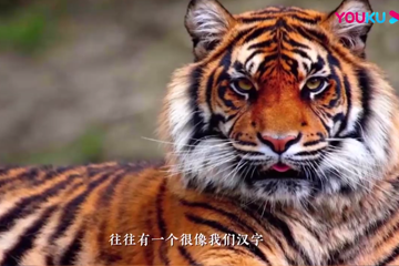 观复嘟嘟2022 03 虎年说虎