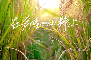 在希望的田野上 11