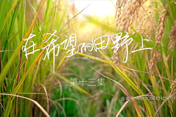 在希望的田野上 13