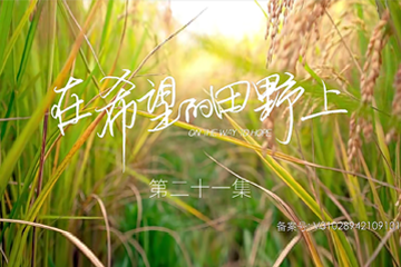 在希望的田野上 21